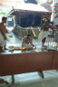 Navaga Pooja by Thanthri